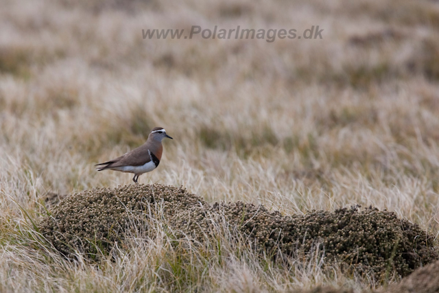 Rufous-chested Dotterel_MG_5573