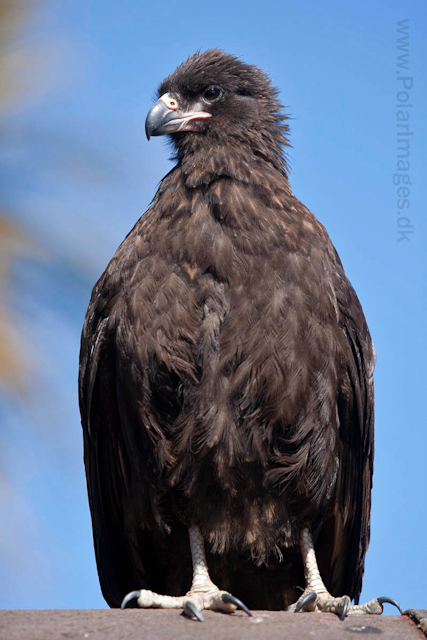 Straited caracara_MG_0173