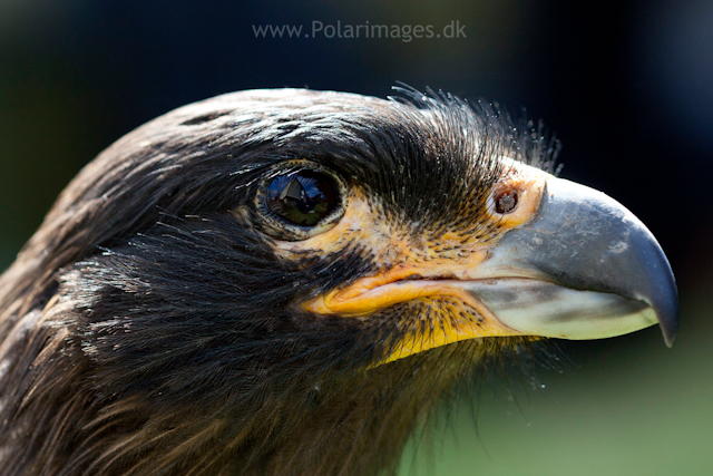 Striated caracara, Carcass Island_MG_2579