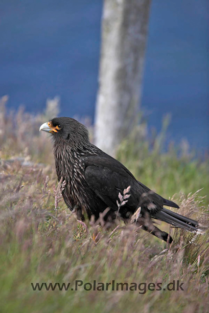 Striated caracara_MG_6863