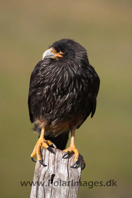 Striated caracara_MG_6996