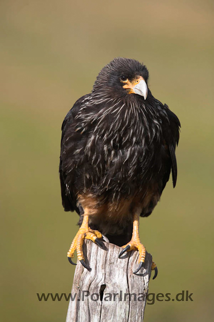 Striated caracara_MG_6999