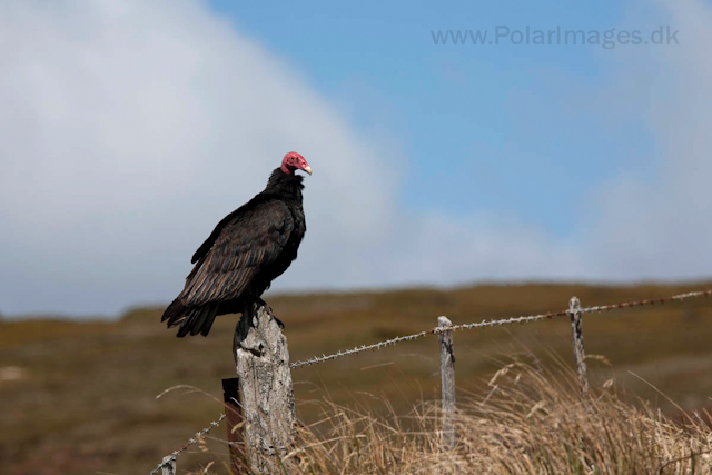 Turkey vulture_MG_0192