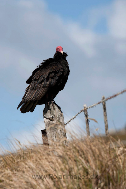 Turkey vulture_MG_0199