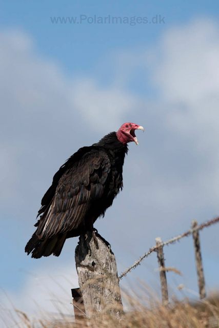 Turkey vulture_MG_0201