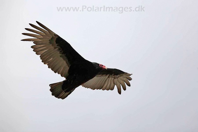 Turkey vulture_MG_6980