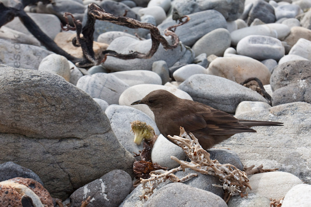 Tussack Bird, Carcass Island_MG_7719