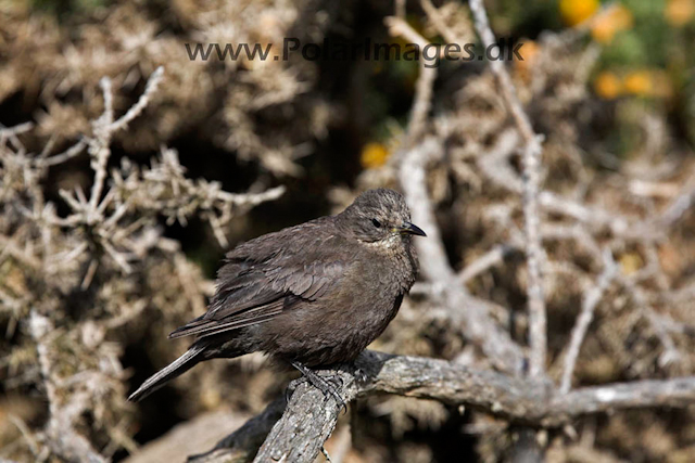 Tussack bird_MG_6890