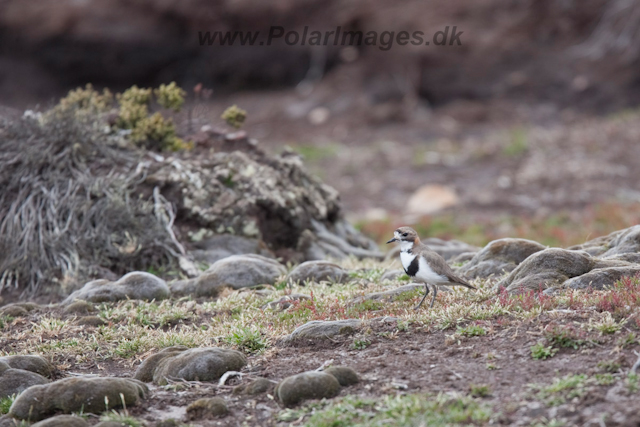 Two-banded Plover_MG_5592