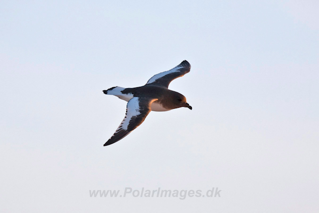 Antarctic Petrel_MG_5267