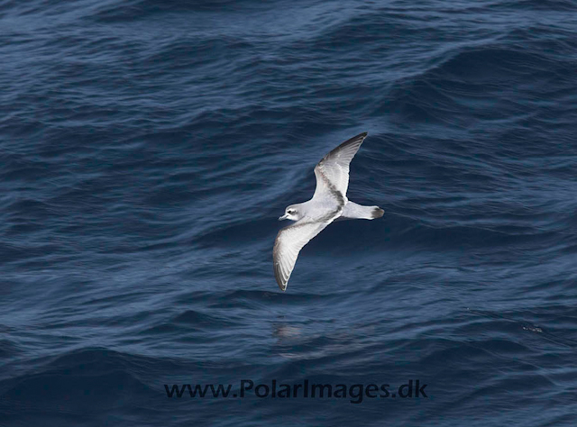 Antarctic Prion_MG_3290