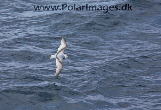 Antarctic Prion_MG_7222