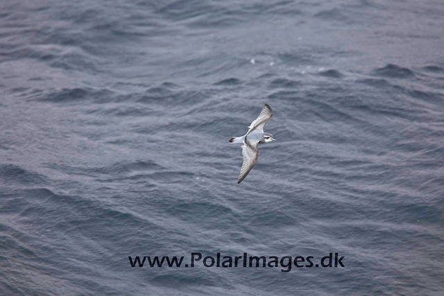 Antarctic Prion_MG_7258