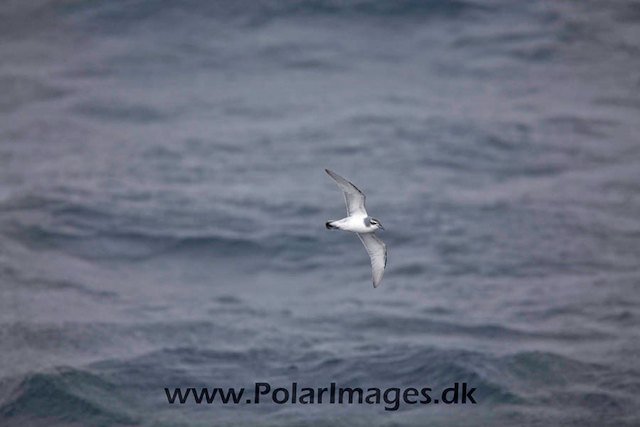 Antarctic Prion_MG_7294