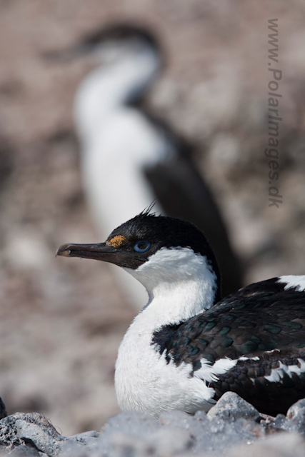 Antarctic Shag_MG_6819