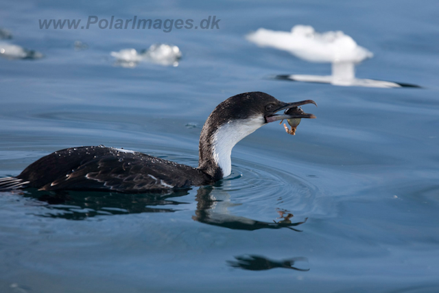 Antarctic Shag_MG_9819