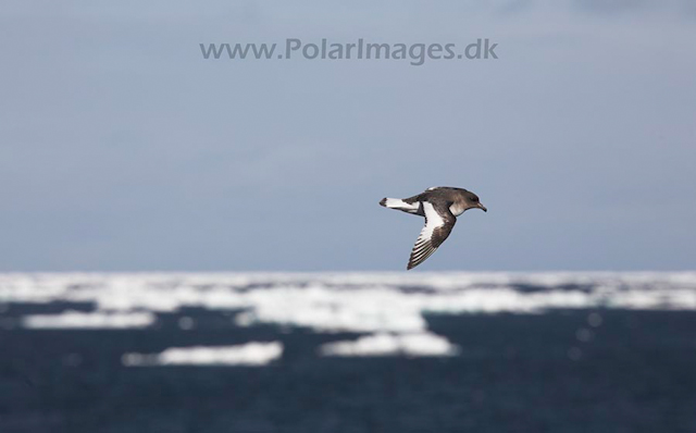 Antarctic petrel_MG_7840