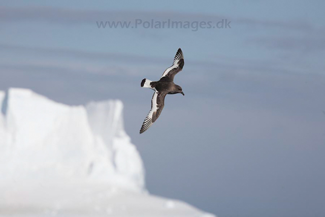 Antarctic petrel_MG_7870