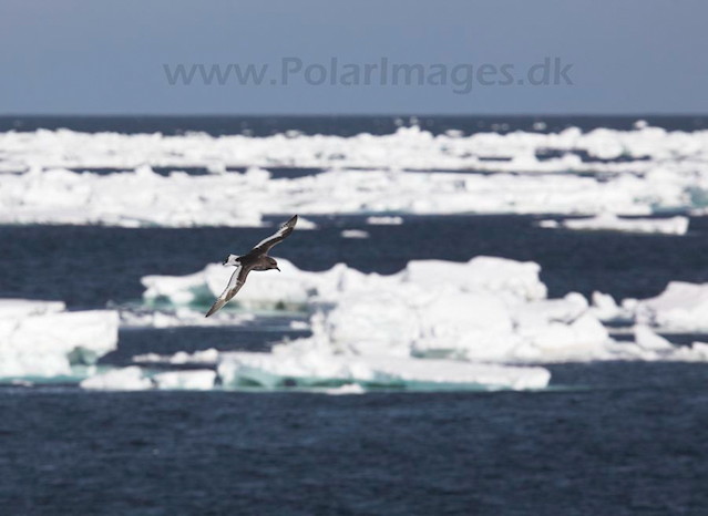 Antarctic petrel_MG_7927