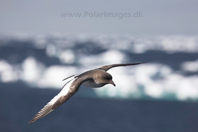 Antarctic petrel_MG_7931