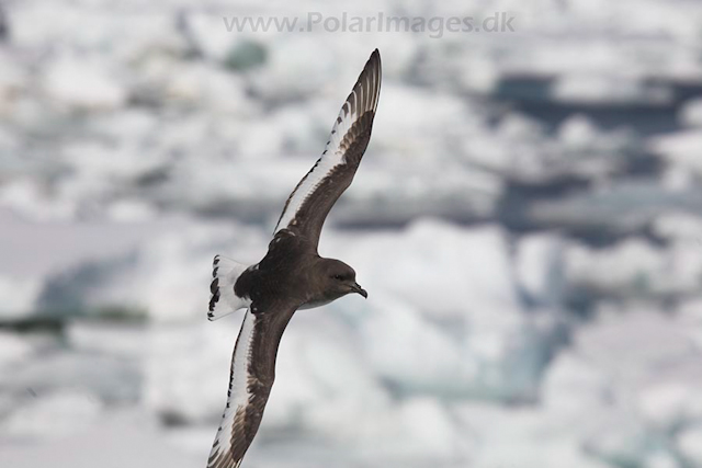 Antarctic petrel_MG_7932