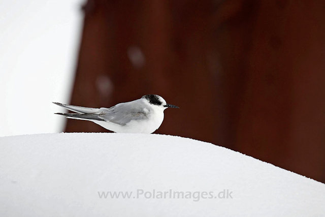 Antarctic tern_MG_8485