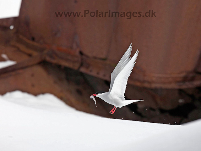 Antarctic tern_MG_8492