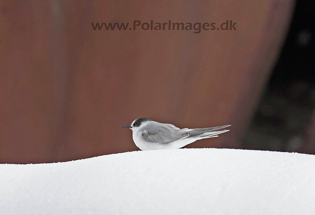 Antarctic tern_MG_8496