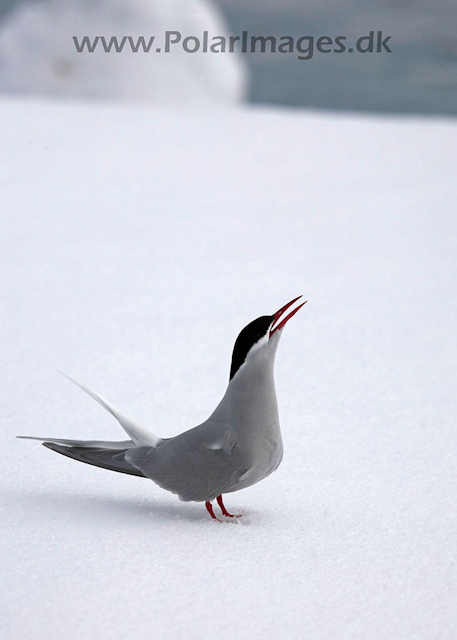 Antarctic tern_MG_8511