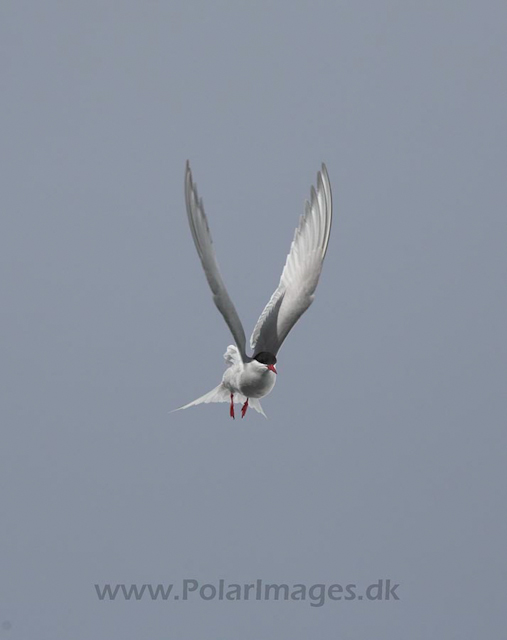 Antarctic tern_MG_8874