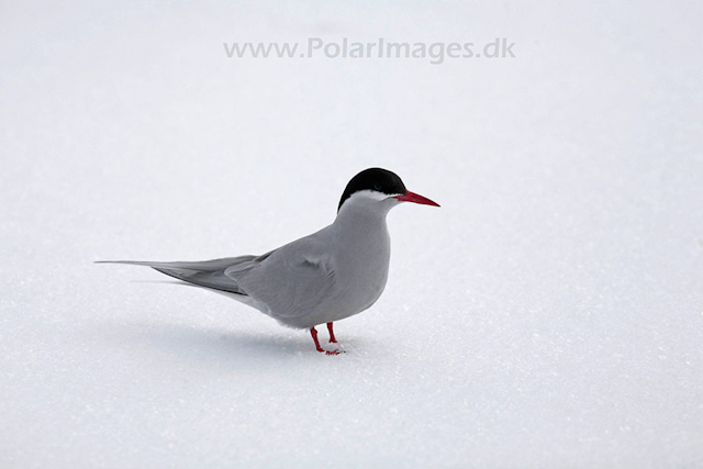 Antarctic terns_MG_8506