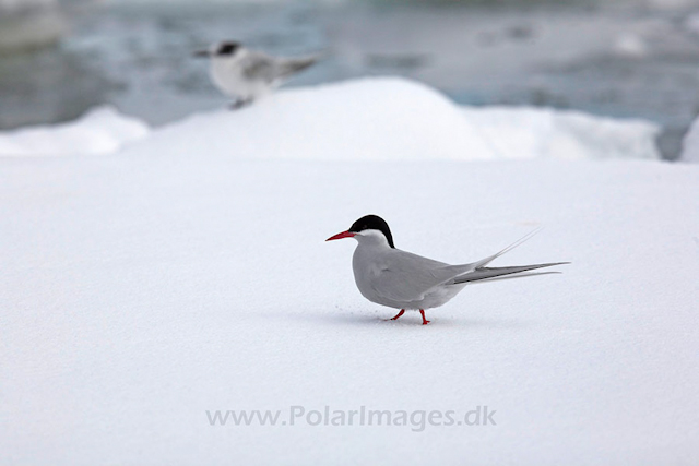 Antarctic terns_MG_8515