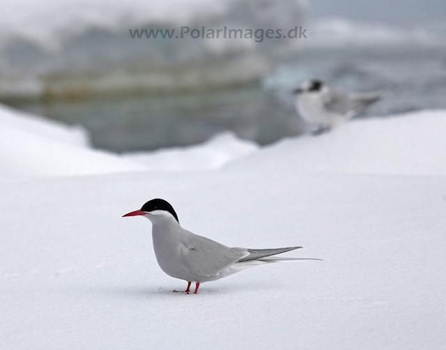 Antarctic terns_MG_8517