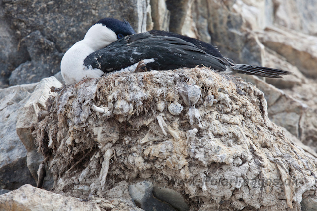 Antartic Shag, Paulet Island_MG_4900