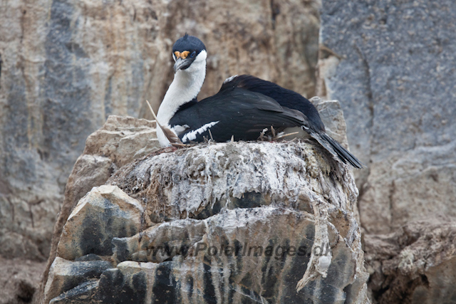 Antartic Shag, Paulet Island_MG_4915