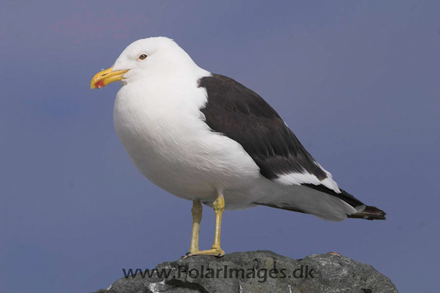 Argentine Islands Kelp gull PICT1733