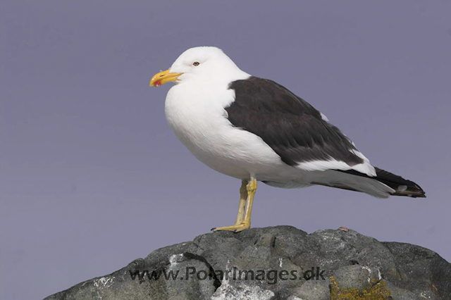 Argentine Islands Kelp gull PICT1738