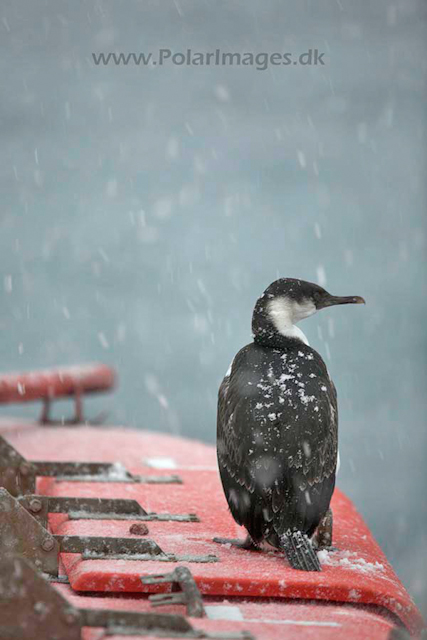 Blue eyed shag_MG_2607