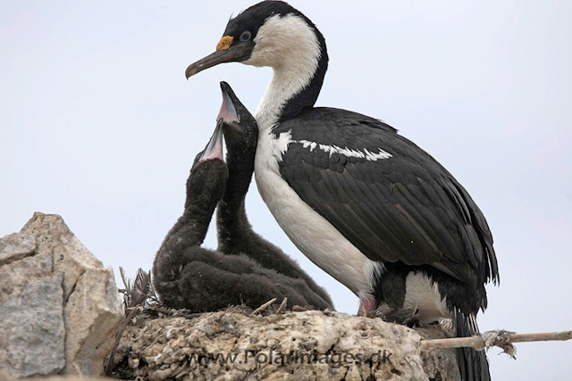 Blue eyed shags_MG_0703