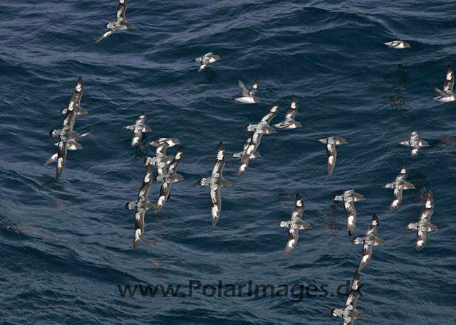 Bransfield Strait Cape petrels_MG_9569