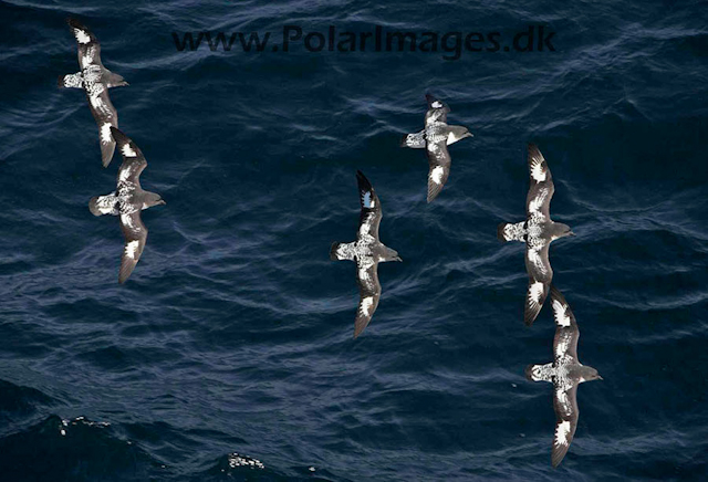 Bransfield Strait Cape petrels_MG_9577