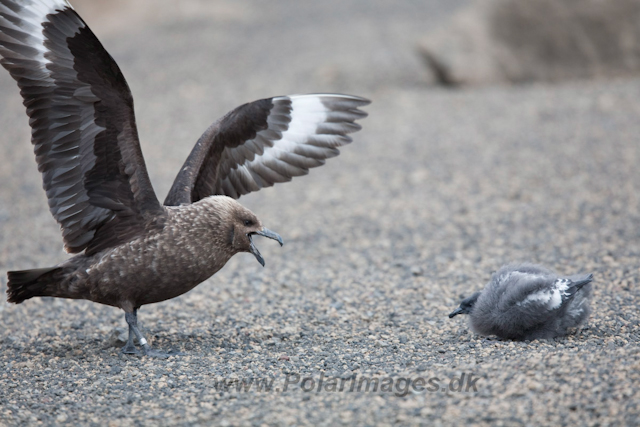 Brown Skua with Cape Petrel chick_MG_9248