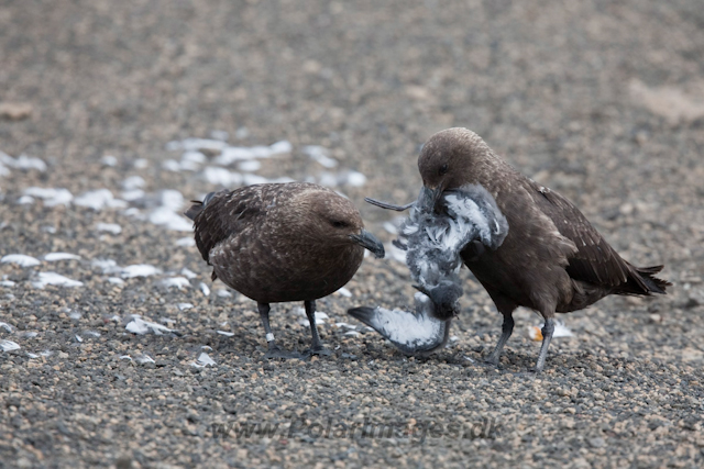 Brown Skuas with Cape Petrel chick_MG_9304