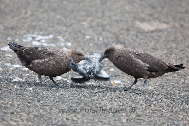 Brown Skuas with Cape Petrel chick_MG_9307