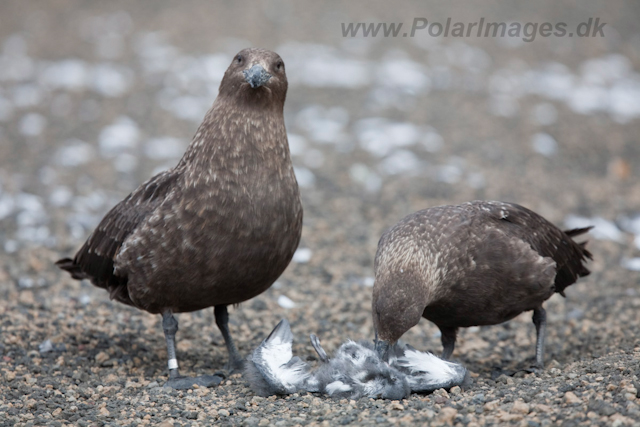 Brown Skuas with Cape Petrel chick_MG_9330