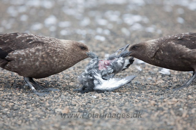 Brown Skuas with Cape Petrel chick_MG_9332