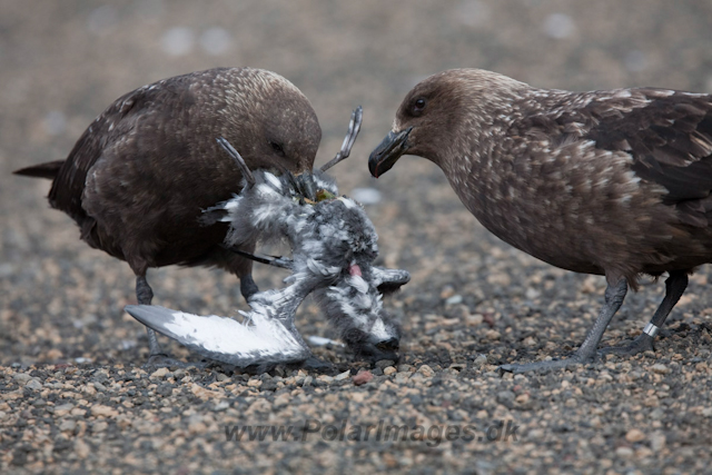 Brown Skuas with Cape Petrel chick_MG_9360