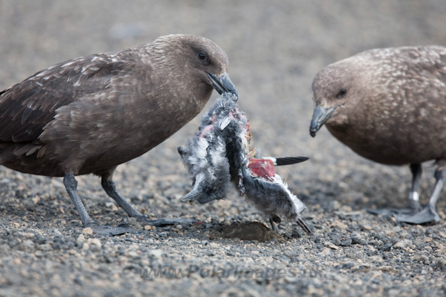 Brown Skuas with Cape Petrel chick_MG_9376