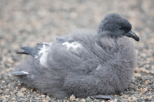 Cape Petrel chick_MG_9275