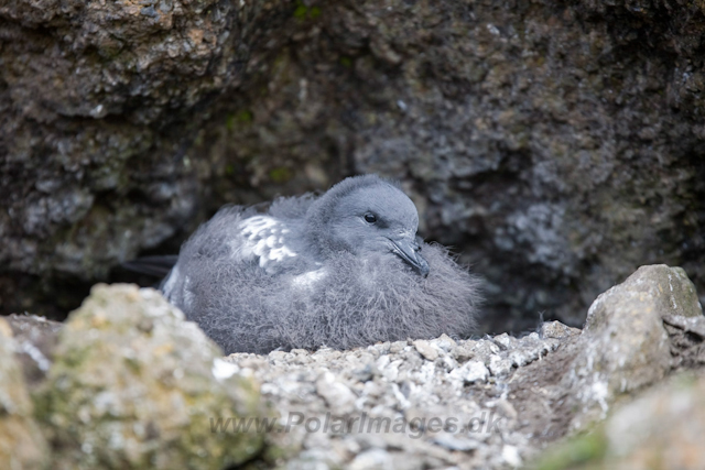 Cape Petrel chick_MG_9291